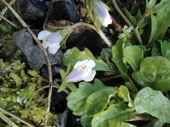 Mazus miquelii