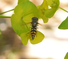 Epistrophella euchroma