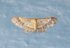 Idaea celtima