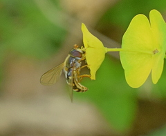 Epistrophella euchroma