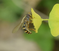 Epistrophella euchroma