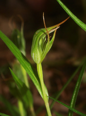 Pterostylis irwinii