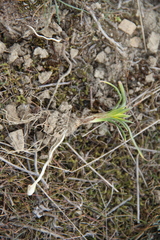 Gagea reticulata