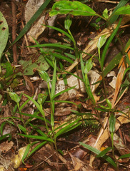 Pterostylis irwinii