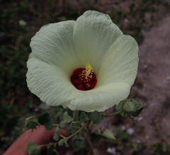 Pavonia senegalensis image
