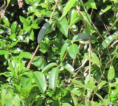 Canavalia bonariensis