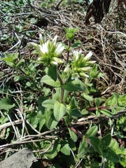 Cerastium glomeratum