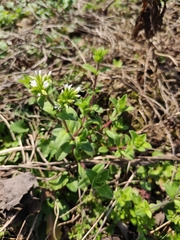 Cerastium glomeratum