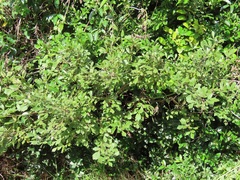 Canavalia bonariensis