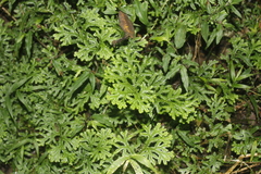 Selaginella harrisii
