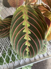 Maranta