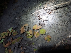 Leptodactylus podicipinus