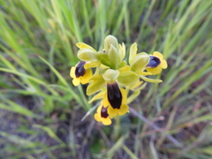 Ophrys lutea