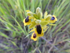 Ophrys lutea