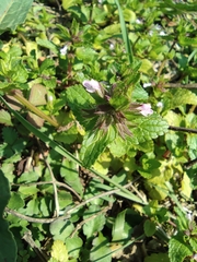 Clinopodium megalanthum