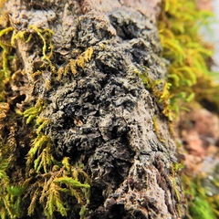 Fuscopannaria sorediata