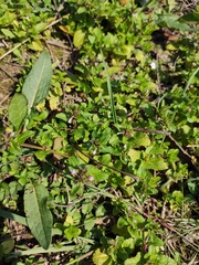 Clinopodium megalanthum
