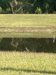 Charadrius vociferus