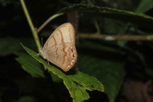 Cyllopsis suivalens