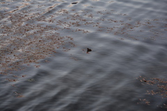 Tachybaptus ruficollis