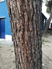 Pinus pinea
