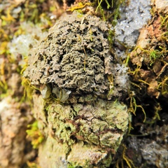 Fuscopannaria sorediata