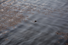 Tachybaptus ruficollis