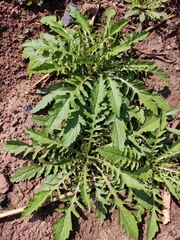 Rorippa indica