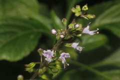 Ocimum carnosum