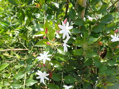 Jasminum dichotomum