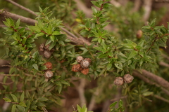 Gaultheria phillyreifolia