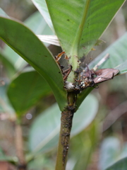 Stenostylus colmeiroi