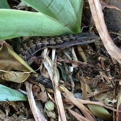 Elgaria multicarinata webbii