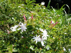 Jasminum dichotomum