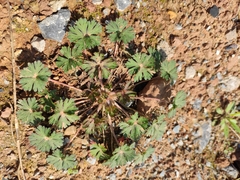 Geranium carolinianum