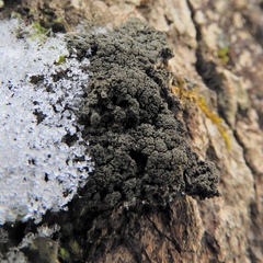 Fuscopannaria sorediata