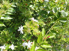 Jasminum dichotomum