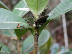 Stenostylus colmeiroi