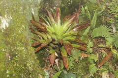 Tillandsia imperialis