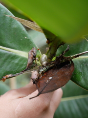 Stenostylus colmeiroi