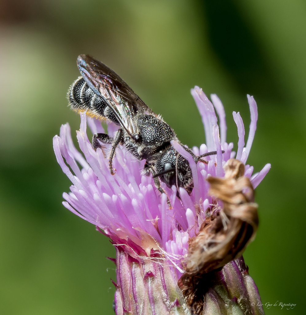 Carinate Armored-Resin bee from Cité-Universitaire, Québec, QC, Canada ...