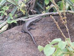 Trachylepis brevicollis
