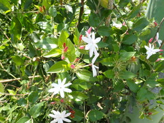 Jasminum dichotomum