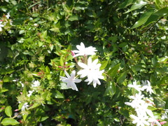 Jasminum dichotomum