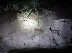 Leptodactylus macrosternum