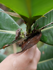 Stenostylus colmeiroi