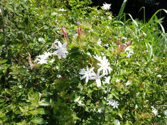 Jasminum dichotomum