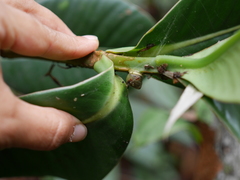 Stenostylus colmeiroi