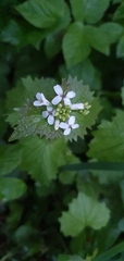 Alliaria petiolata