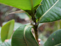 Stenostylus colmeiroi